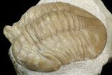 Asaphus Lepidurus Trilobite - Russia #43677-3